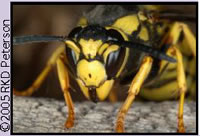 Close-up photo of a wasp's head