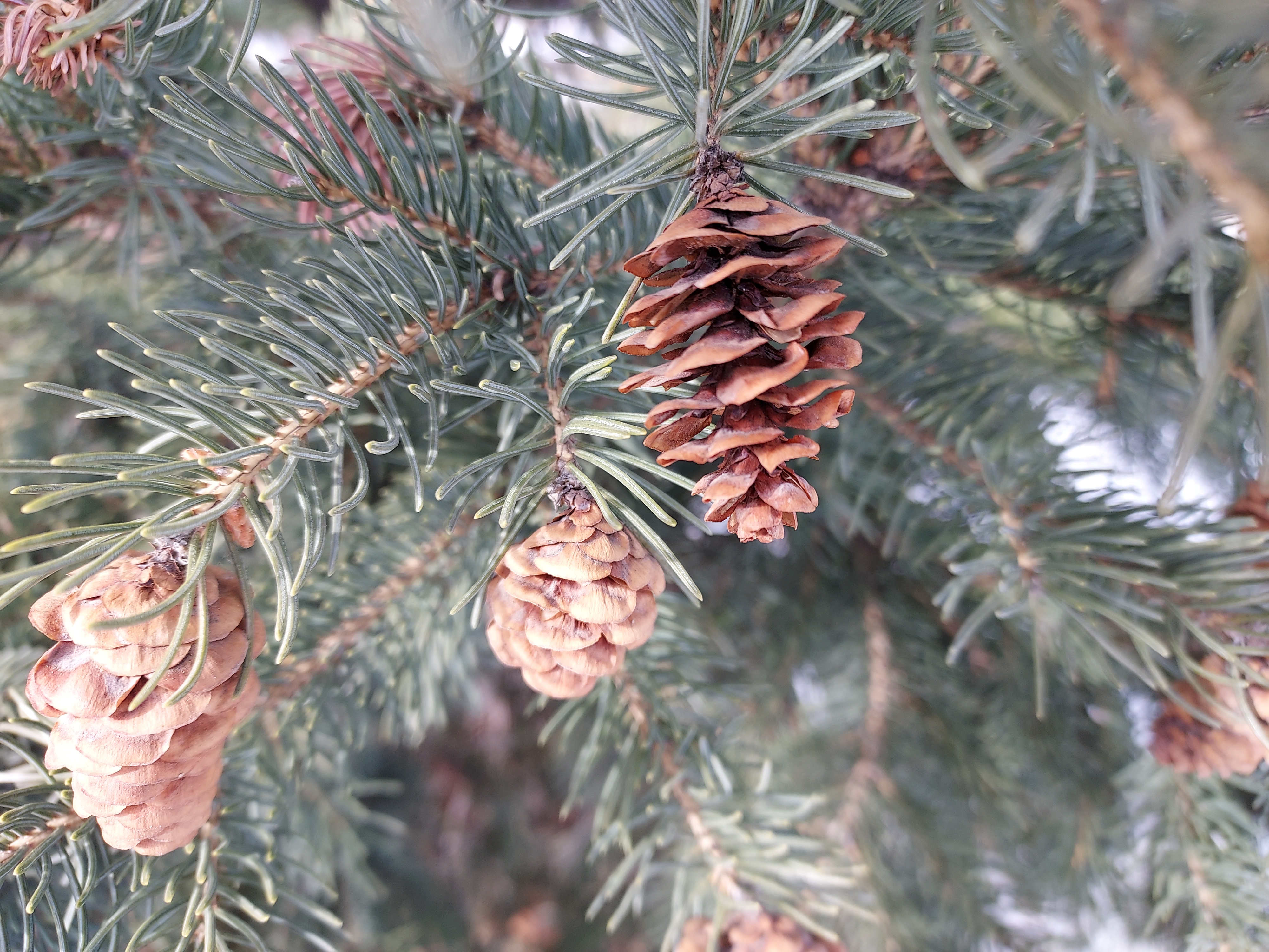 This photo shows several Black Hills spruce cones hanging from a branch on the tree.