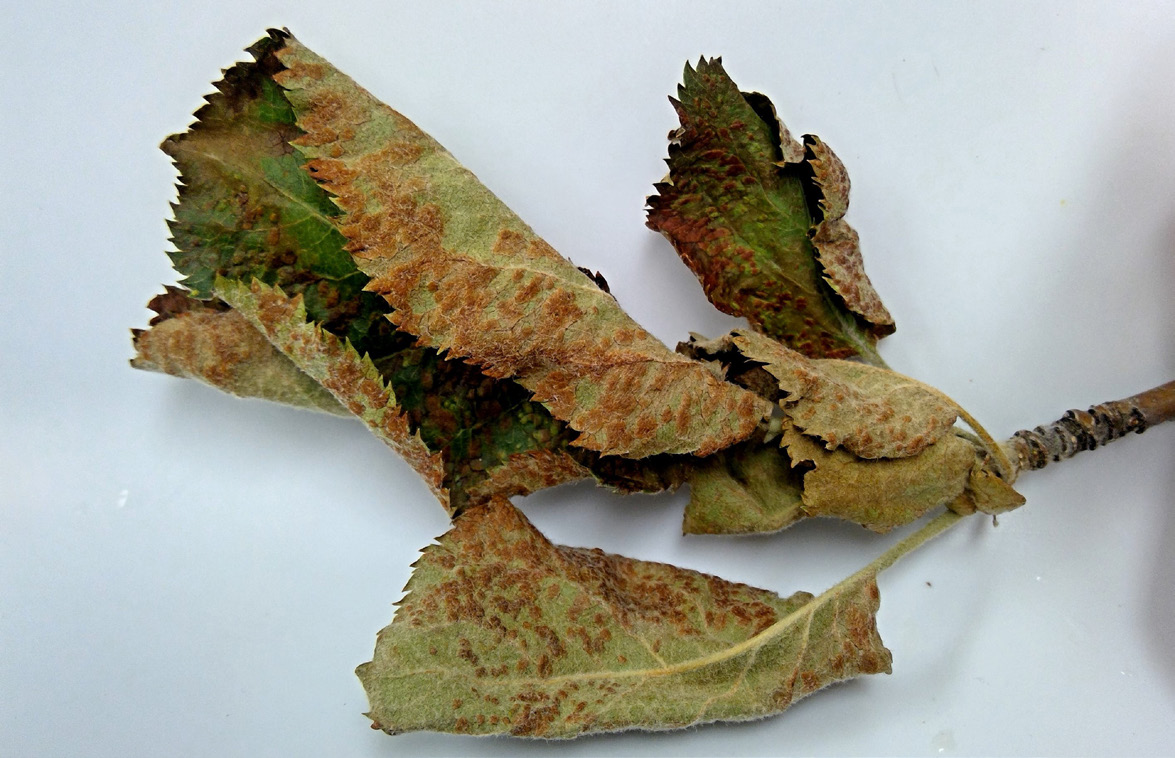 Figure 1: Photo of a dead and dry leaf with small patches that resemble a blister
