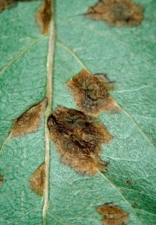 Figure 2: close-up photo of a leaf that has browned dead areas, similar to a blister