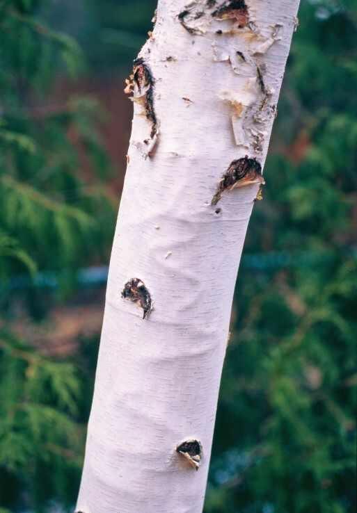 Figure 2: Photo of a white tree trunk that has a zigzag line under the surface 