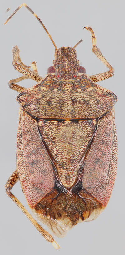 Close-up photo of a speckled brown, diamond-shaped insect
