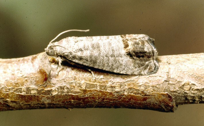 Figure 1: Photo of a gray moth, blending in with a tree branch