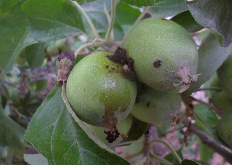 This photo shows green apples with insect excrement deposited on the outside from codling moth.