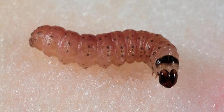 Figure 3: Photo of a caterpillar with a dark head and white body, with rows of spots