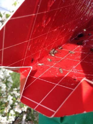 Figure 4: Photo of moths inside of a red-colored trap with its lid open