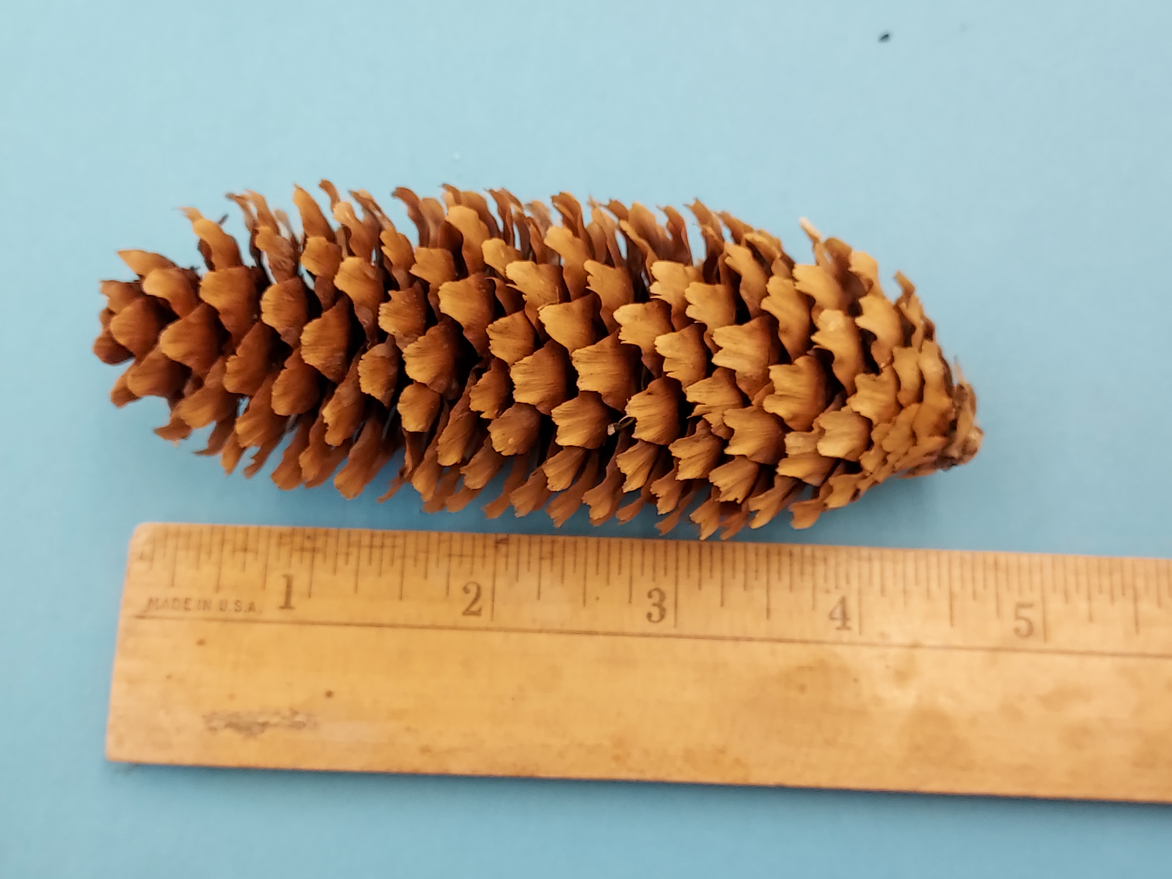 This photo shows a Colorado spruce cone next to a ruler with over four inches in length. 