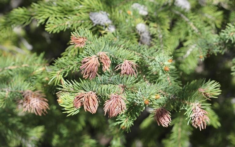 Figure 1: Photo of a spruce branch that has patches of dried and brown needles