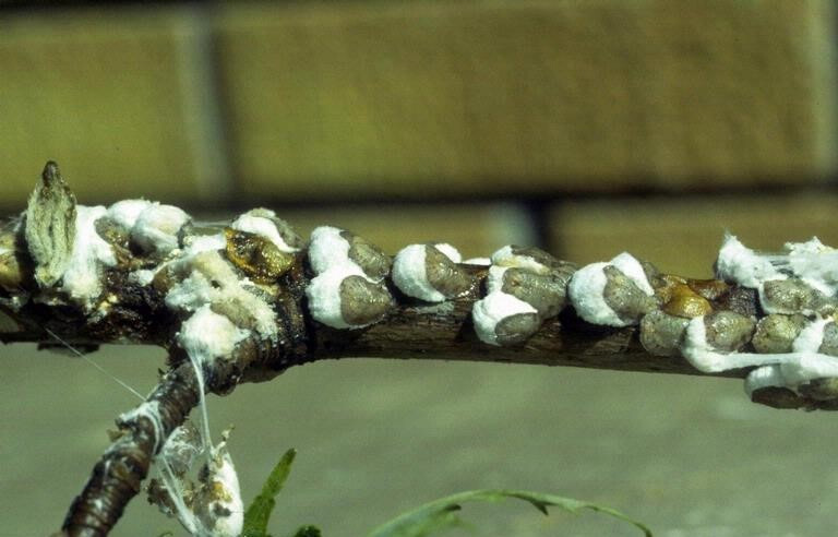 Figure 1: This photo shows the white, cotton-type masses on a branch of a maple tree