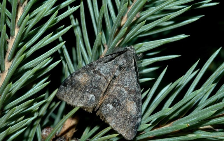 Figure 1: Photo of a moth with its grey-black wings spread, sitting on fir needles