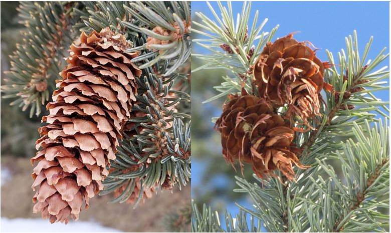 This photo shows a spruce cone on the left and a Douglas-fir cone on the right with the Douglas-fir showing "mousetails"
