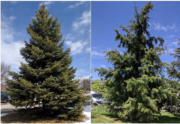 This photo shows a Douglas-fir tree on the left with pendulous branches and a spruce tree on the right with upward reaching branches