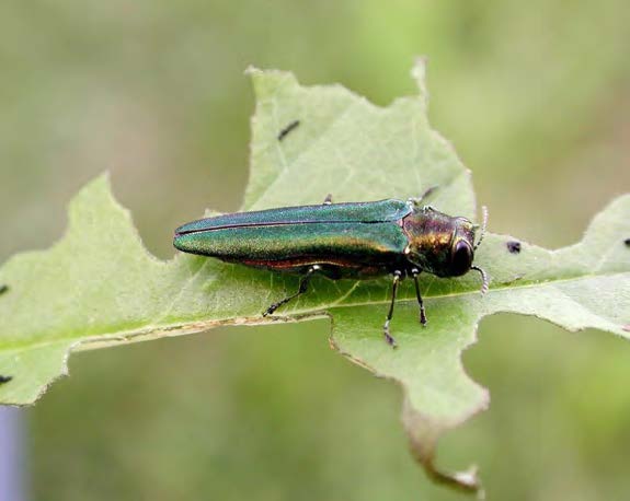 This photo shows an image of an emerald ash borer resting on a leaf.