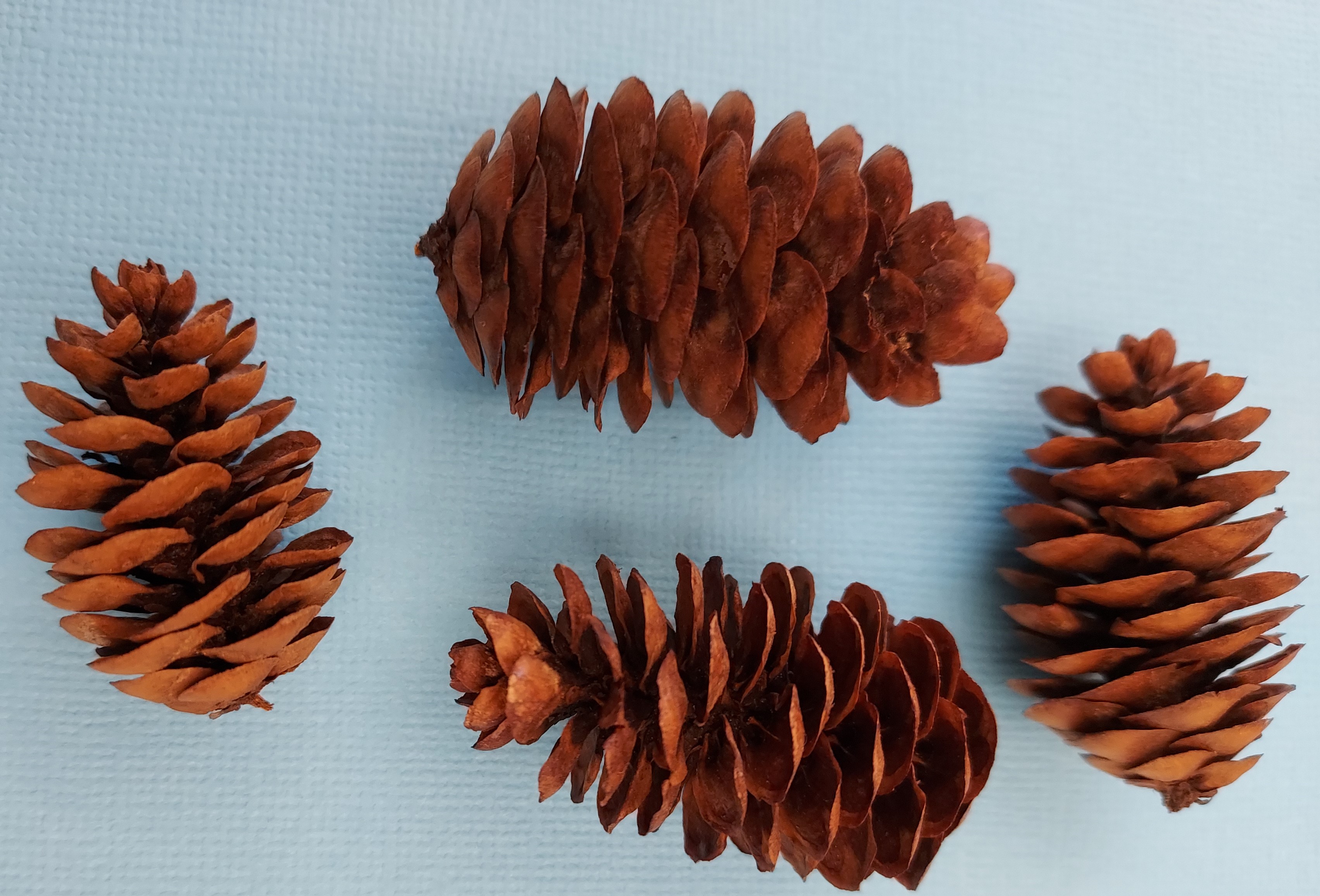 This photo shows four brown Engelmann spruce cones arranged on a white paper towel