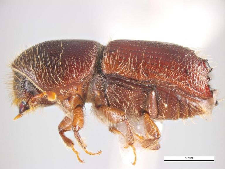 Figure 1: Close-up photo of a brown colored beetle with white pubescent hair on parts of its body