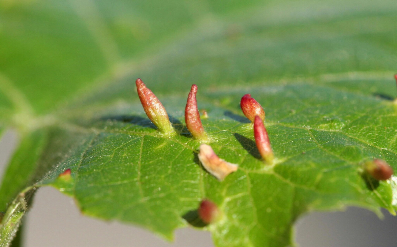 Figure 1: Photo showing finger-like growths coming off of the top of a leaf