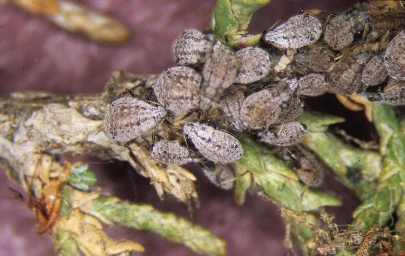 Figure 1: Photo of a cluster of small gray insects in a scaley conifer branch
