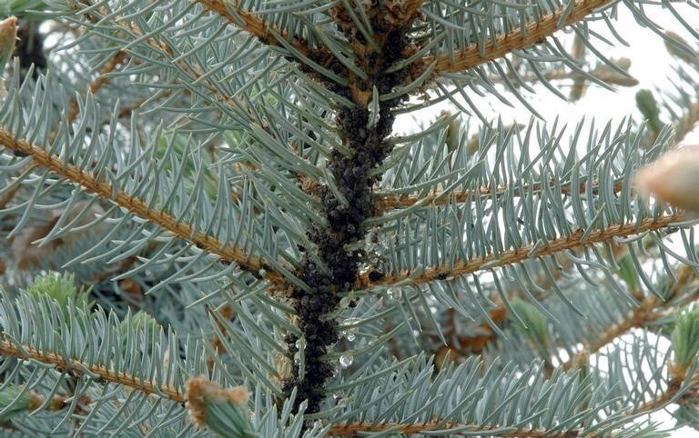 Figure 2: Photo of bright green conifer needles on a branch