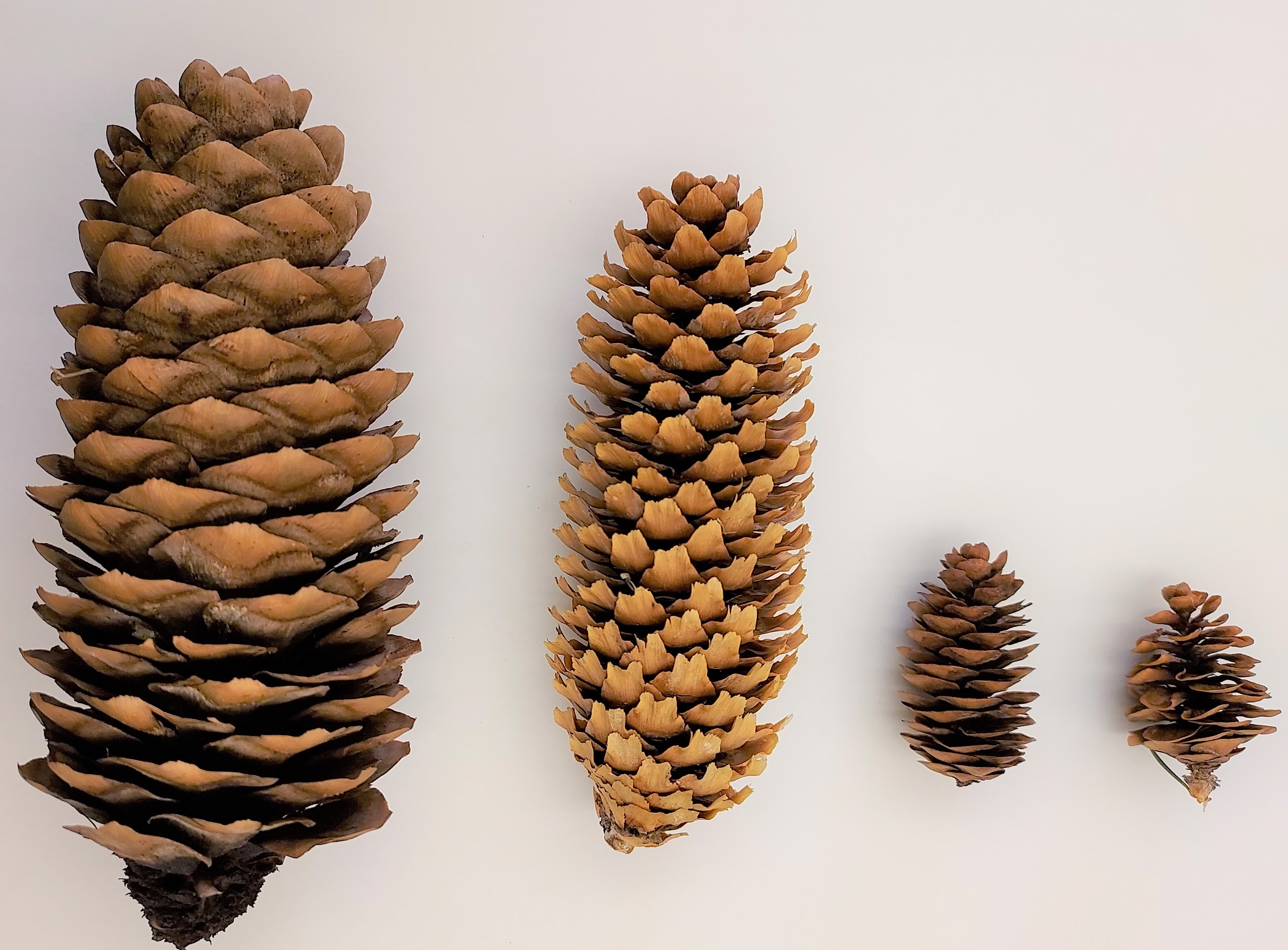 This photo shows Norway, Colorado, Englemann, and white spruce cones lined up next to one another.