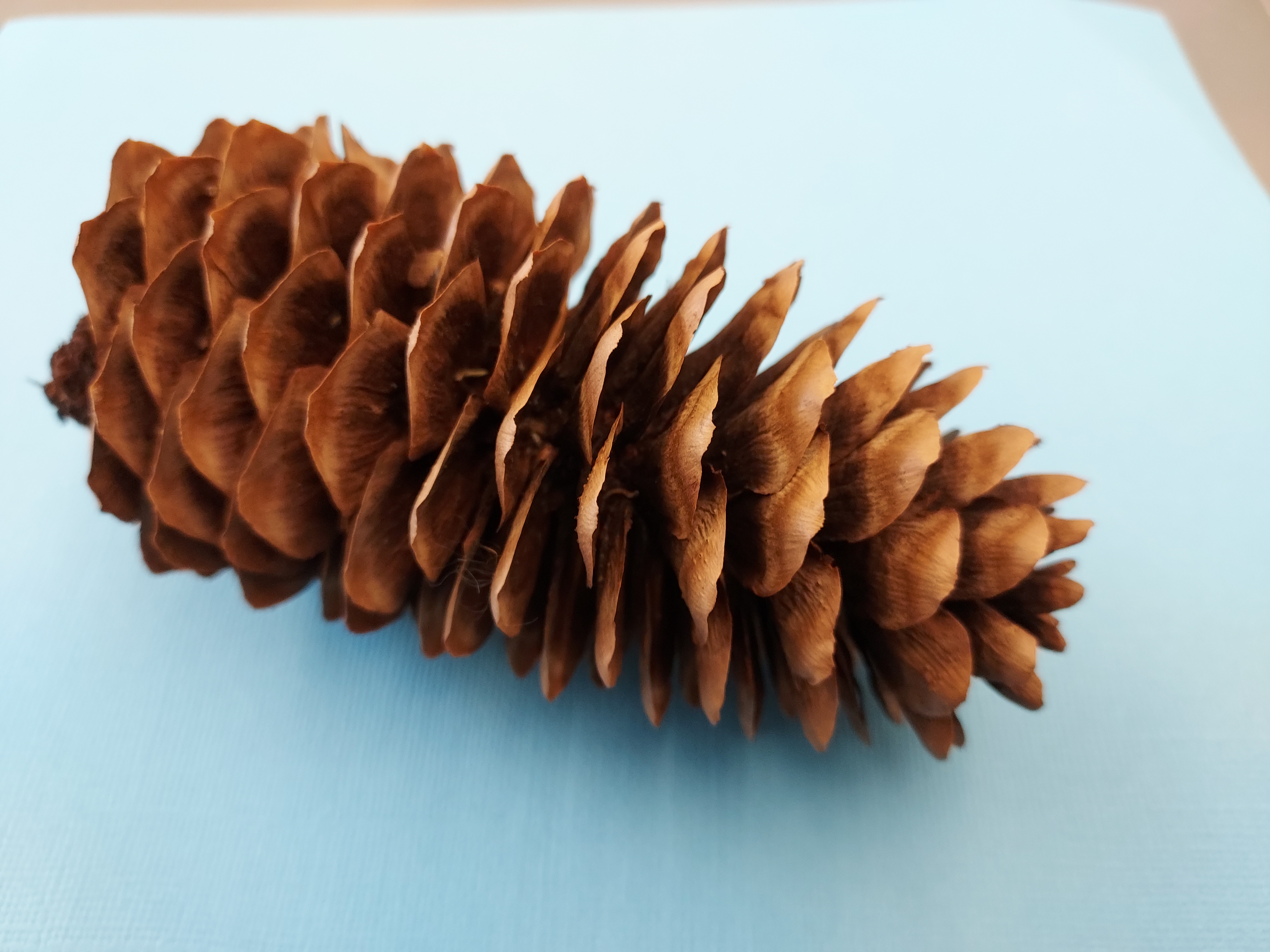 This photo shows a photo of a Norway spruce cone.