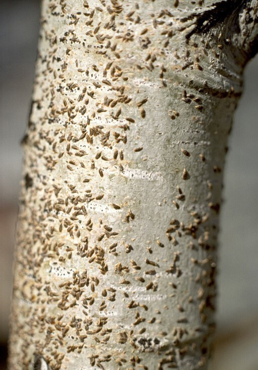 Figure 2: Photo of a tree trunk that is peppered with small scales