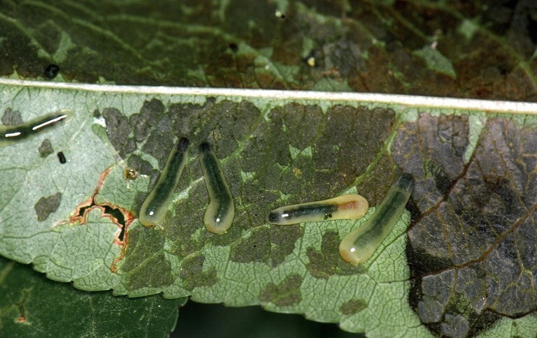 Figure 1: Photo of semi-transparent green slugs that have created holes and dark areas on a leaf