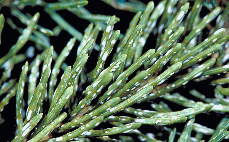 Figure 1: Close-up photo of pine needles that have small white scales on them