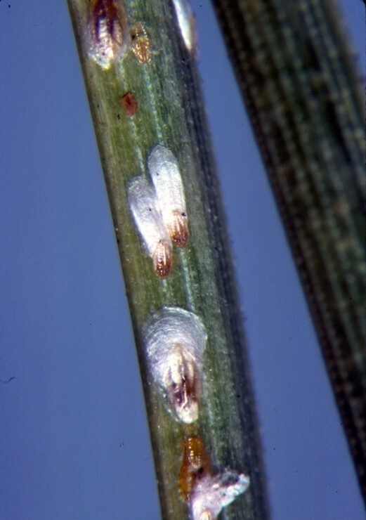 Figure 2: Microscope photo showing a group of small white scales on a single pine needle