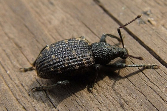 Figure 2: Photo of an oval-shaped insect that is black with small brown spots