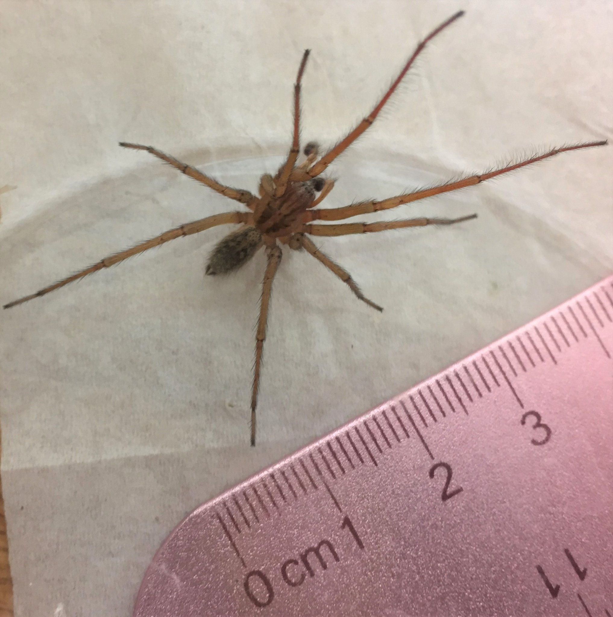 This photo shows a male hobo spider next to a ruler for scale.