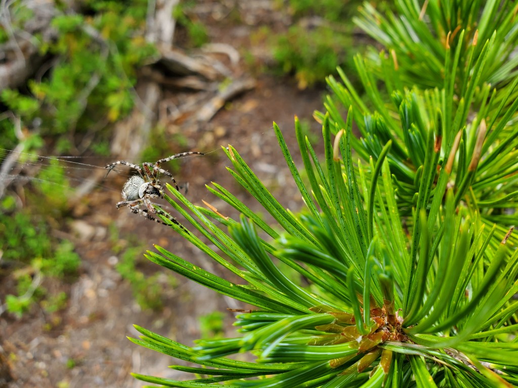 This image shows a female Araneus saevus spider next to some pine vegetation on her web.