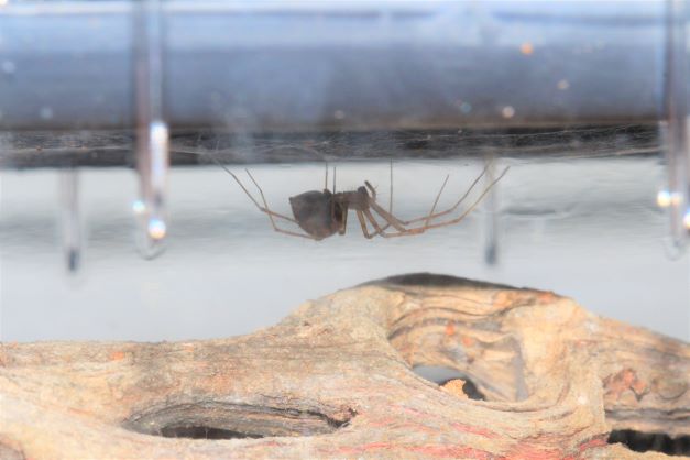This figure shows a sheet web spider hanging upside down in its web.