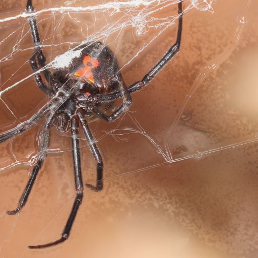 This image shows an up-close image of a female black widow hanging upside down in her web, showing the red hourglass on the underside of her abdomen.