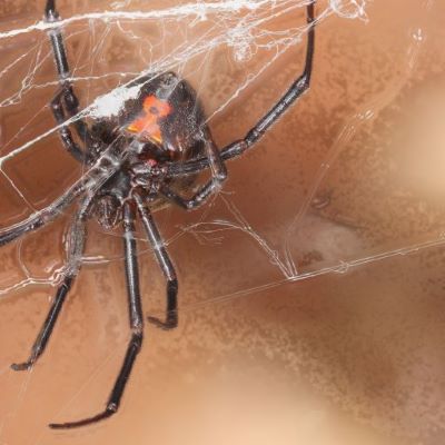 This figure shows an up-close photo of a female black widow spider.