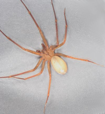 This figure shows an up-close image of a brown recluse spider against a gray background.
