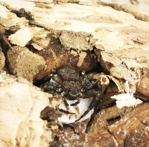 Crab spider guarding its egg sac within the bark of an ash tree