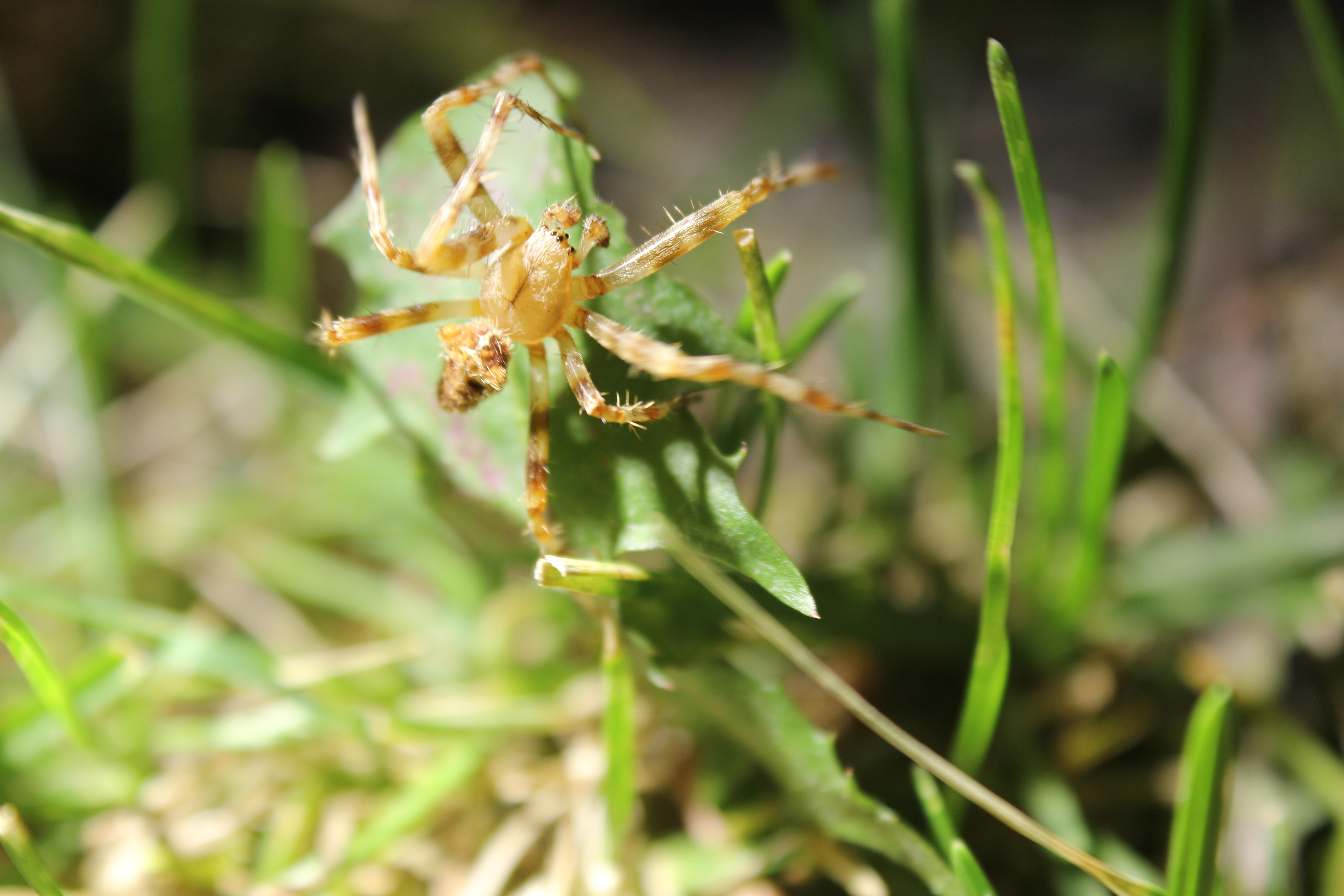 This figure shows an up-close photo of a male cat-faced spider in some grass.