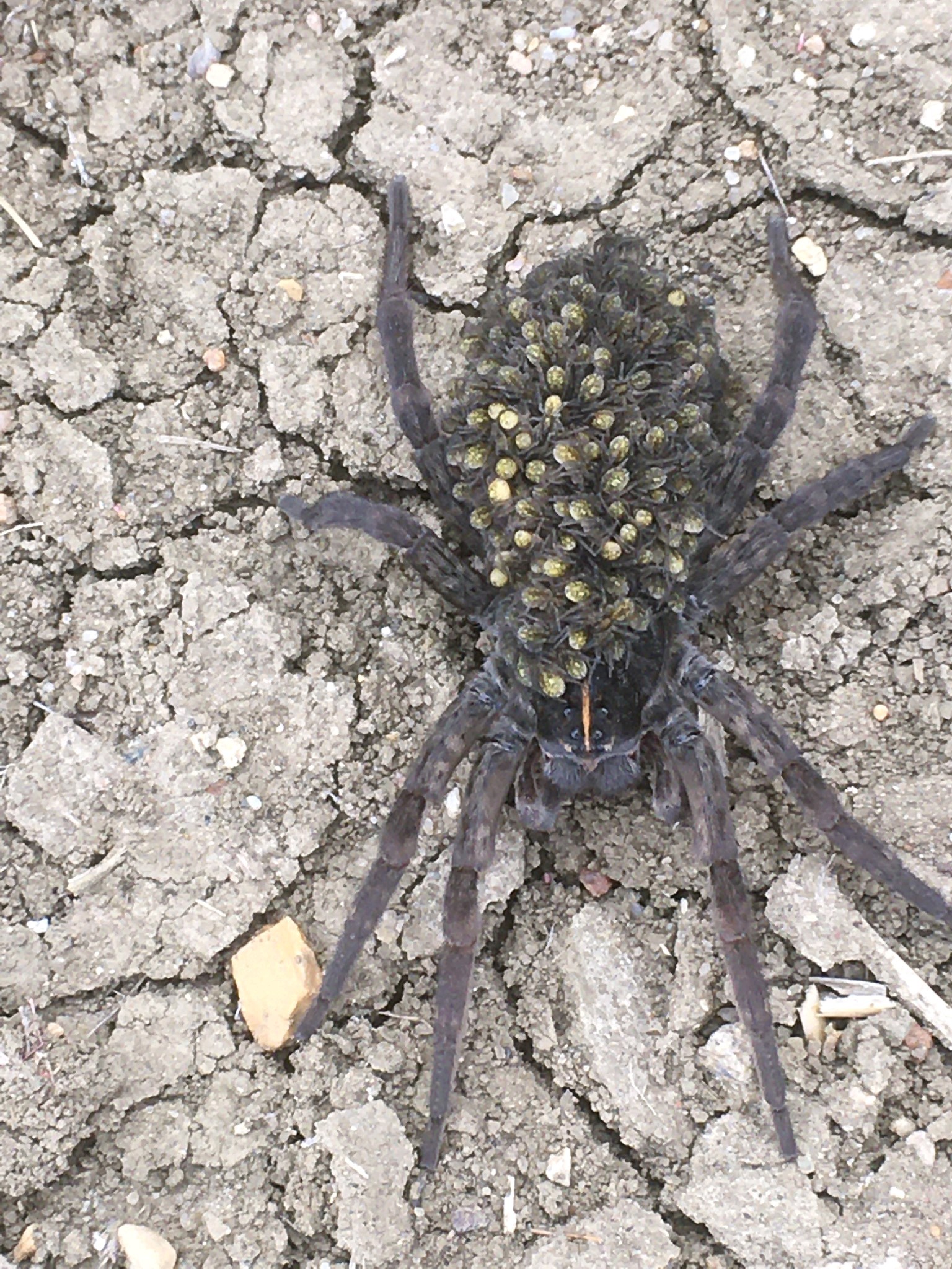 Wolf spider with spiderlings on its back