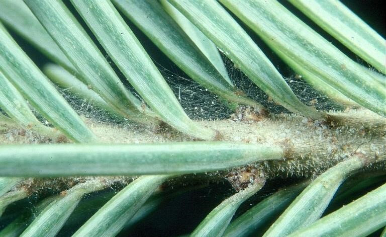 Figure 1: Close-up photo of webbing between pine needles that has tiny white specks in it