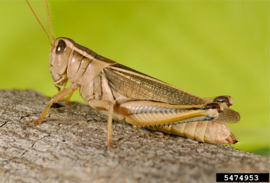 This shows an up-close image of a two-striped grasshopper. 