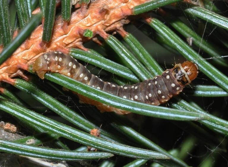 Photo of a spotted caterpillar climbing on spruce needles