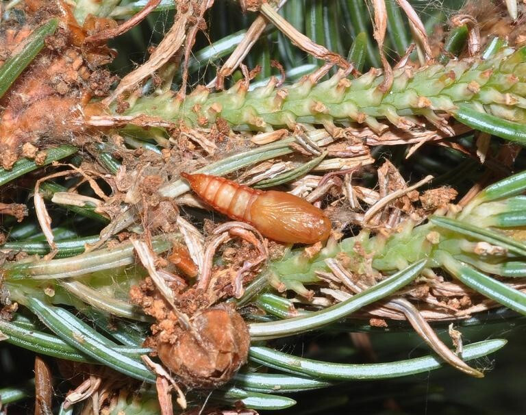 Figure 3: Photo of a yellow-brown colored pupae on a bed of spruce needles 