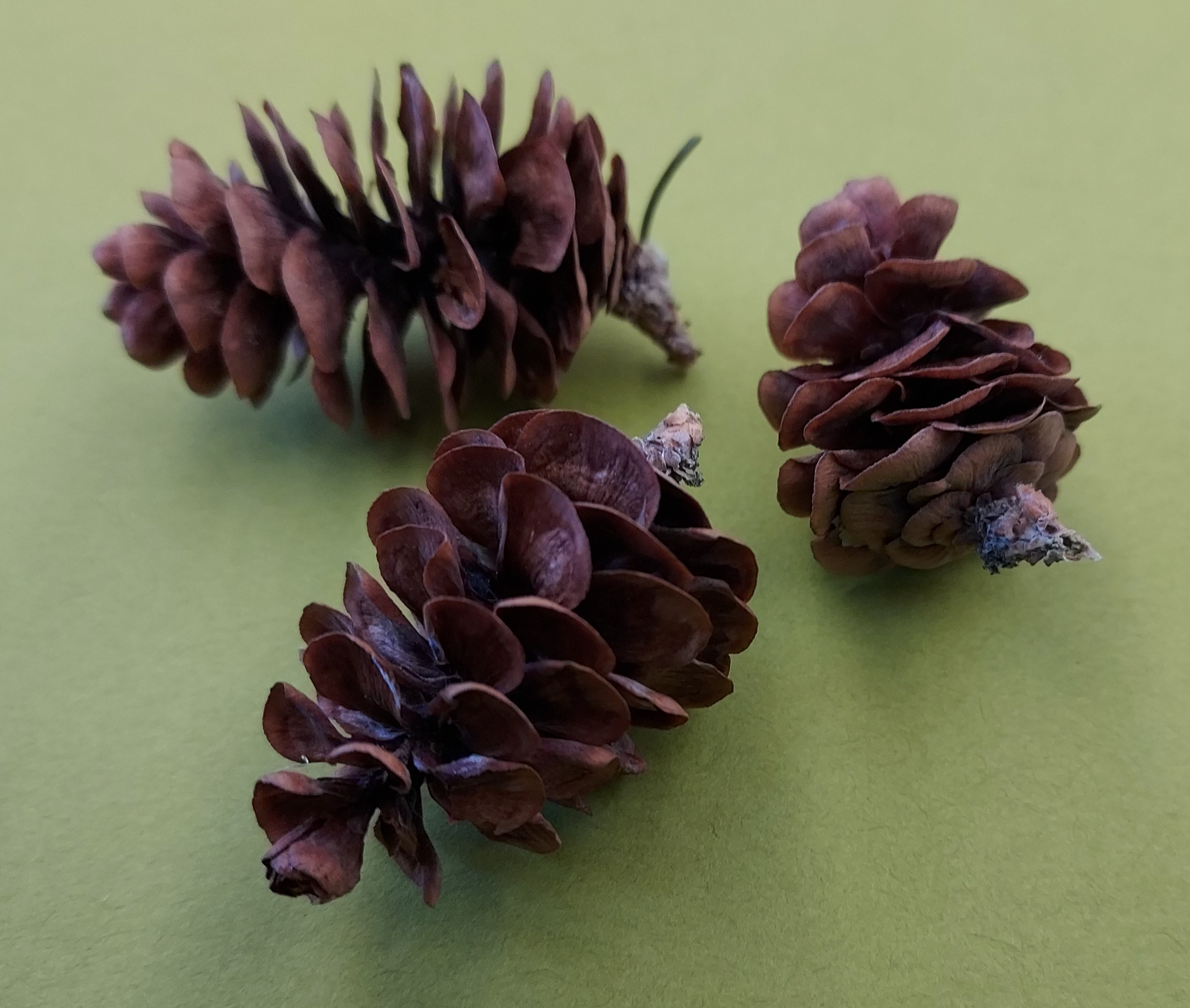 This photo shows several white spruce cones with their brown coloration.