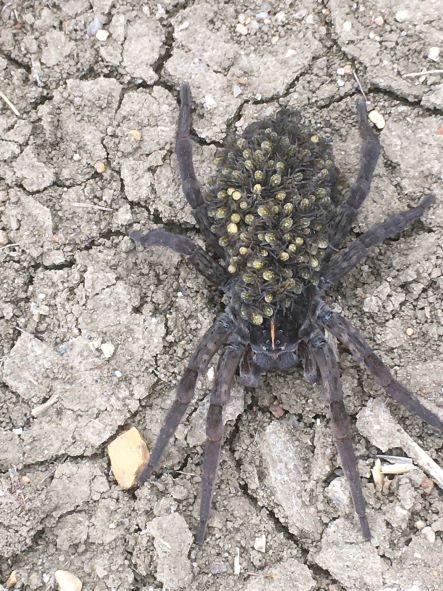 This figure shows an image of a wolf spider with hundreds of spiderlings on its back.