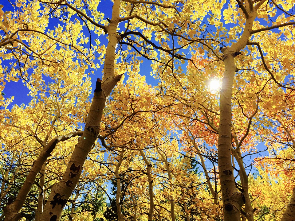 Decorative photo of a yellow Aspen tree canopy that is hiding the sun above