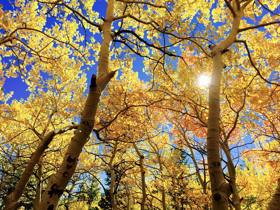 An image of an aspen grove with yellow leaves, from below