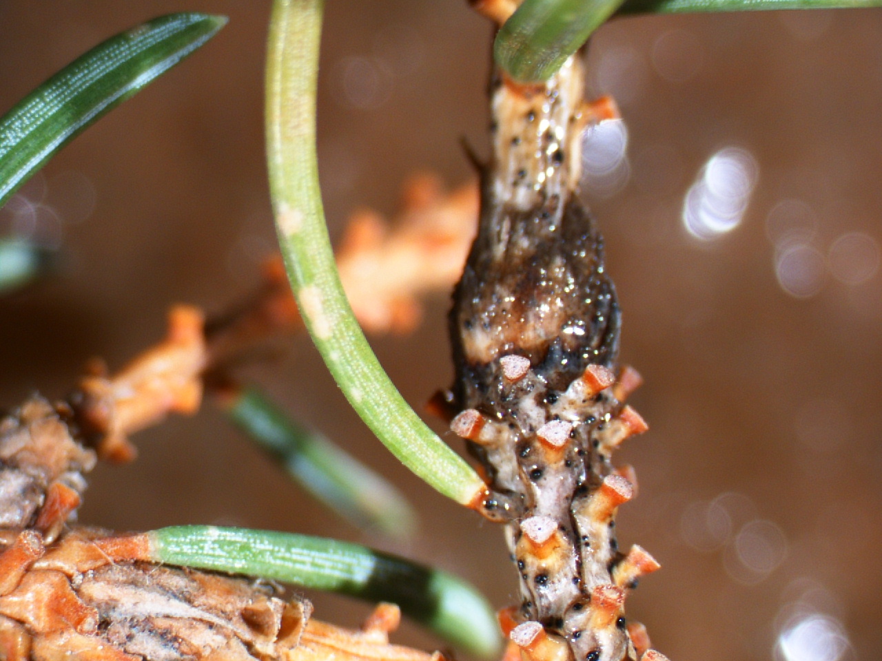 Needle drop fungus on a spruce