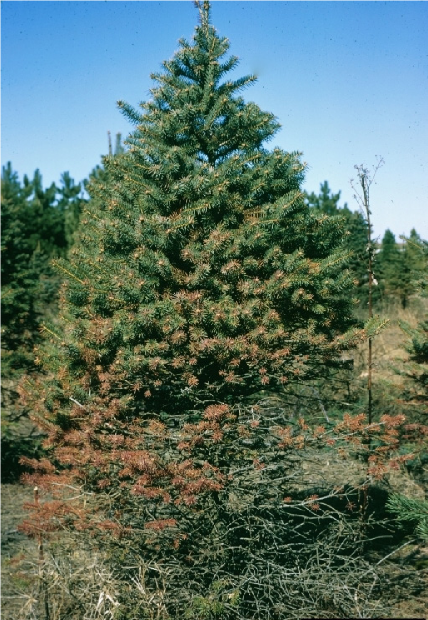 Spruce tree affected by SNEED