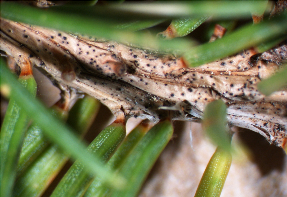 Close-up of fruiting bodies on a branch
